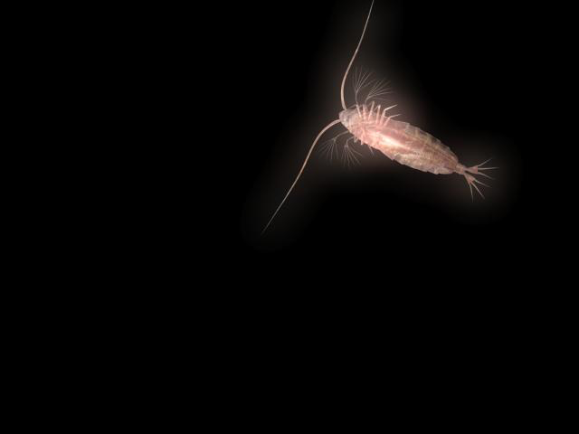 copepod